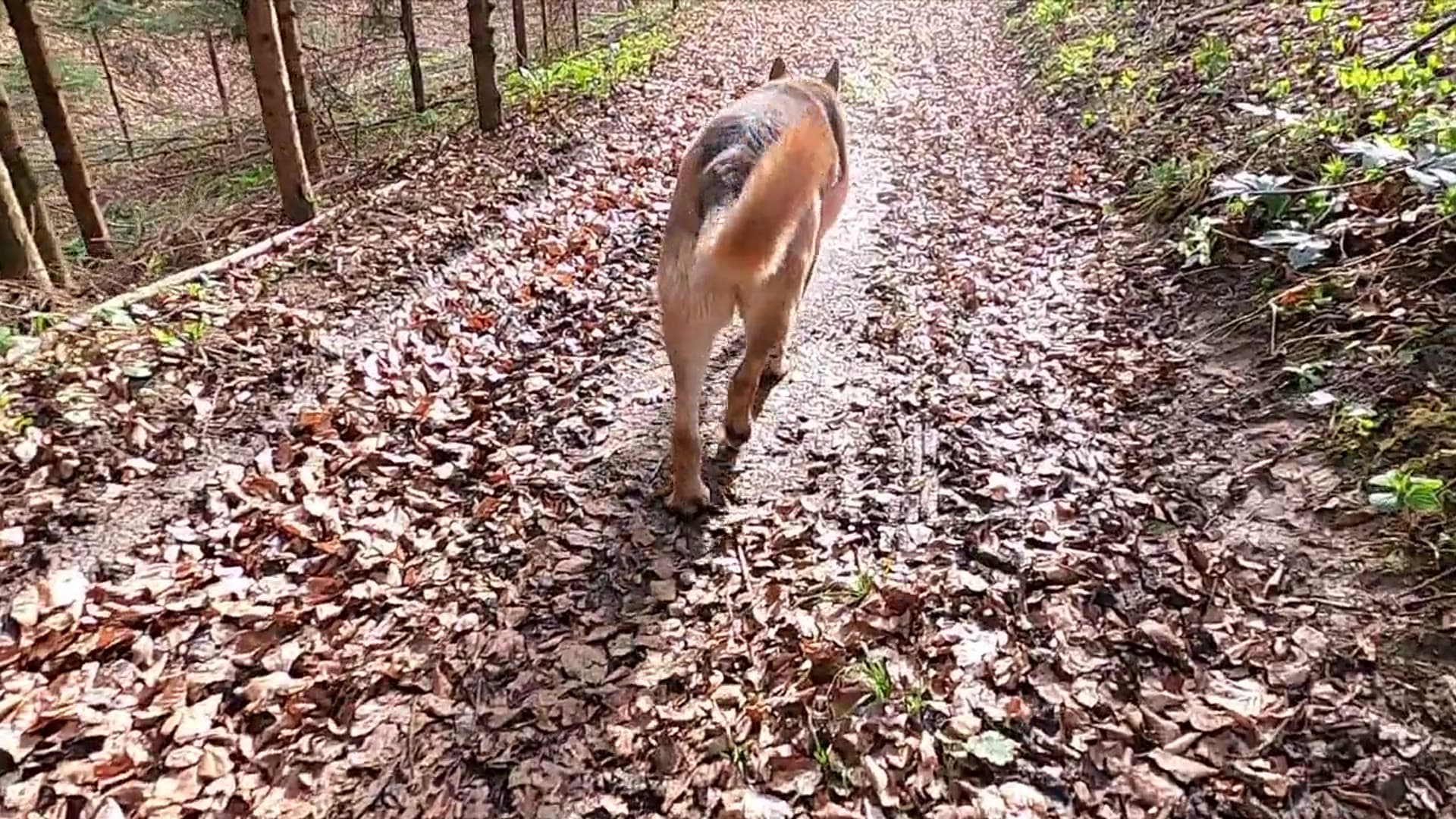Hund mit GPS Tracker